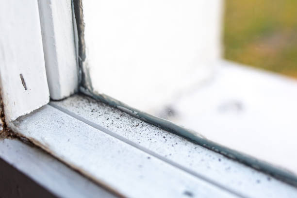 Best Water Damage & Mold Remediation  in Powell, AL