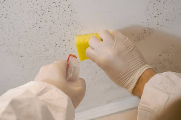 Best Mold Odor Removal Services  in Powell, AL