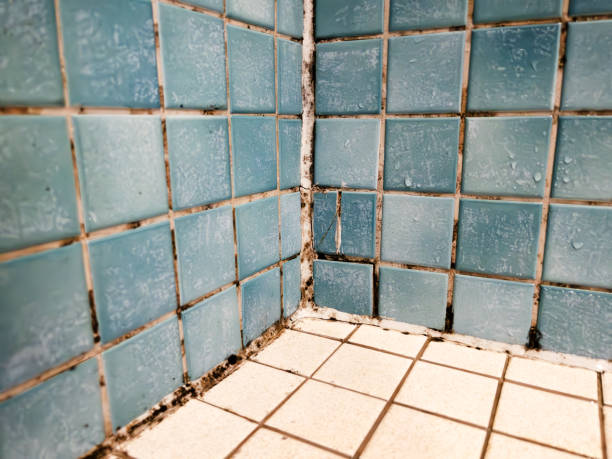 Trusted Powell, AL Mold Removal Experts