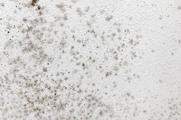 Best Emergency Mold Remediation  in Powell, AL
