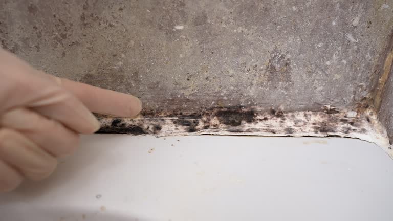Best Black Mold Removal  in Powell, AL