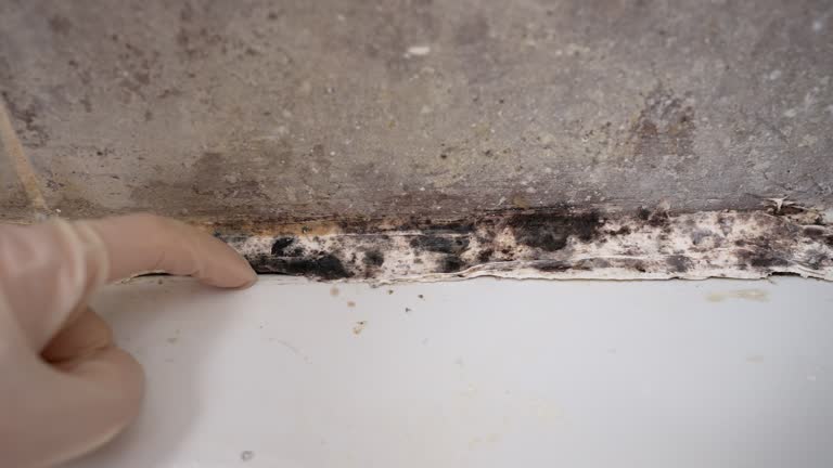 Best Residential Mold Inspection & Testing  in Powell, AL
